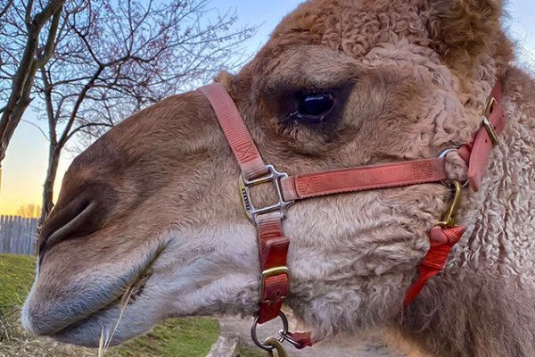 40 Days Of Christian Music | Camel Rides