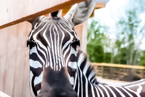 40 Days Of Christian Music | Ararat Ridge Zoo